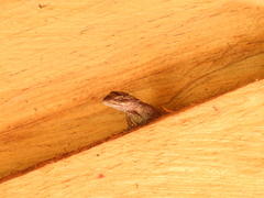 Anolis anisolepis