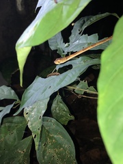 Imantodes lentiferus