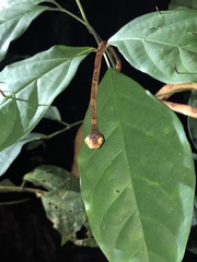 Imantodes lentiferus