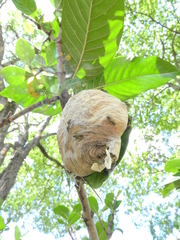 Protopolybia exigua