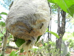 Protopolybia exigua