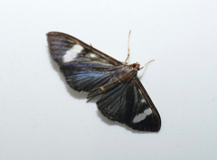 Erilusa leucoplagalis