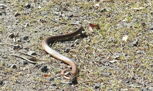 Tiger Snake sighting