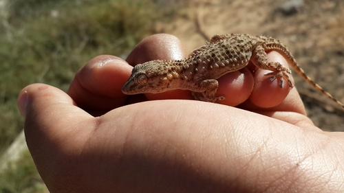 Moorish Gecko