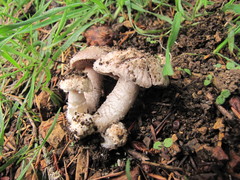 Agaricus subsubensis