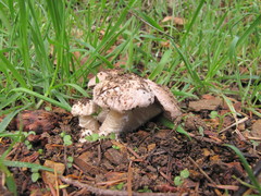 Agaricus subsubensis