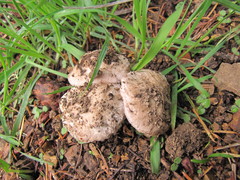 Agaricus subsubensis