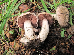 Agaricus subsubensis