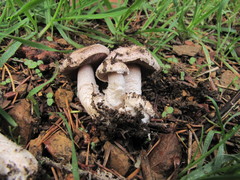 Agaricus subsubensis