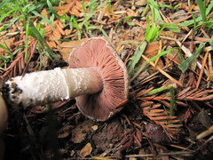 Agaricus subsubensis