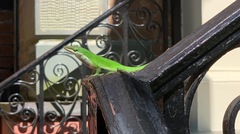 Anolis carolinensis