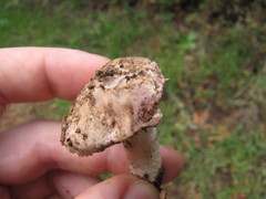 Agaricus subsubensis