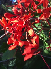 Clerodendrum splendens