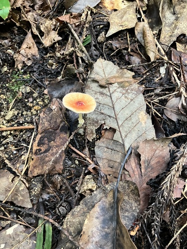 Leucoagaricus rubrotinctus