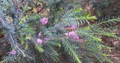 Melaleuca decussata