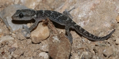 European Leaf-Toed Gecko photo 2