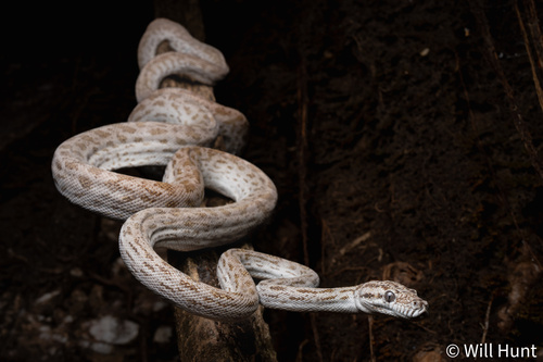 Oenpelli Rock Python