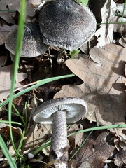 Tricholoma squarrulosum