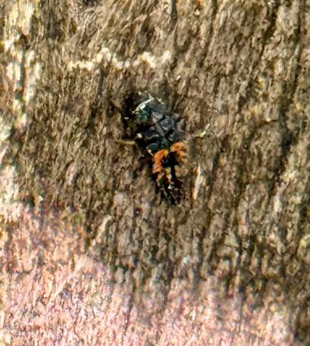 Asian Lady Beetle