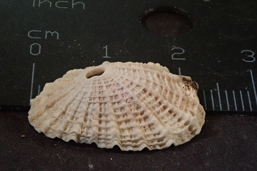 Common Keyhole Limpet