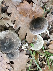 Tricholoma squarrulosum
