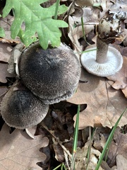 Tricholoma squarrulosum