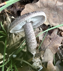 Tricholoma squarrulosum