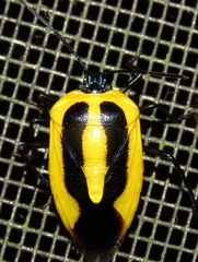 Arocera aequinoxialis