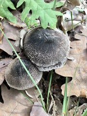 Tricholoma squarrulosum