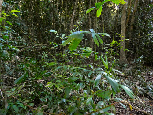 fishtail lawyer vine (Calamus caryotoides)