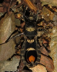 Rasahus arcuiger