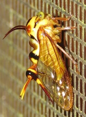 Heteronotus