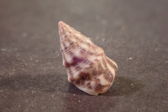 Jujubinus exasperatus