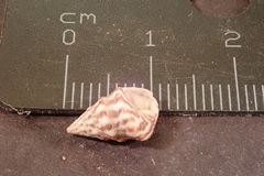 Jujubinus exasperatus