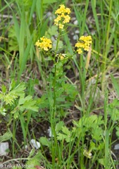 Barbarea verna