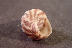 Jujubinus exasperatus