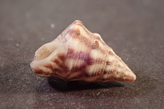 Jujubinus exasperatus