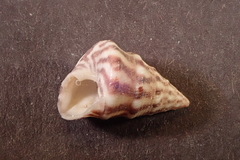 Jujubinus exasperatus