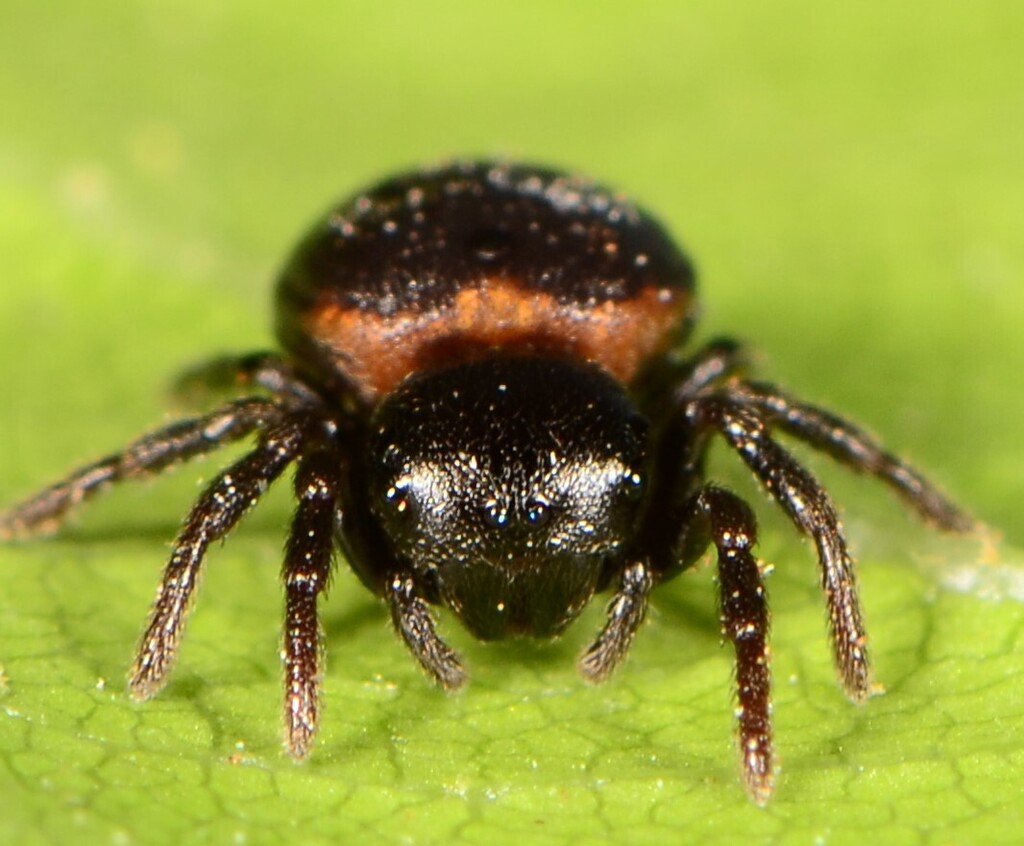 Mystaria rufolimbata