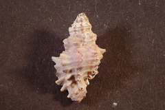Muricopsis cristata