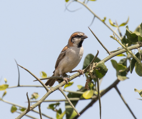 Shelley's Sparrow (Passer shelleyi), photo 7