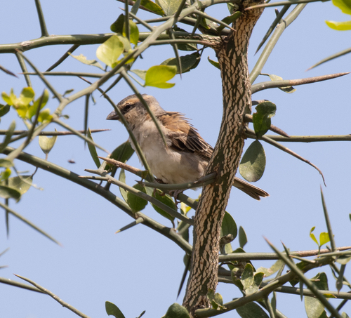 Shelley's Sparrow (Passer shelleyi), photo 4