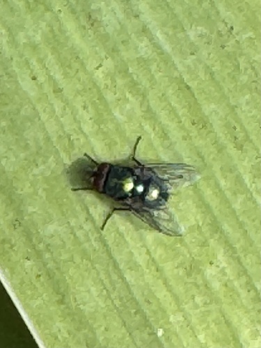 Unknown species found near Rocky Point Rd, Metchosin, BC, CA