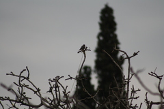 Phoenicurus ochruros