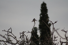 Phoenicurus ochruros