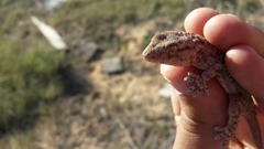 Tarentola fascicularis