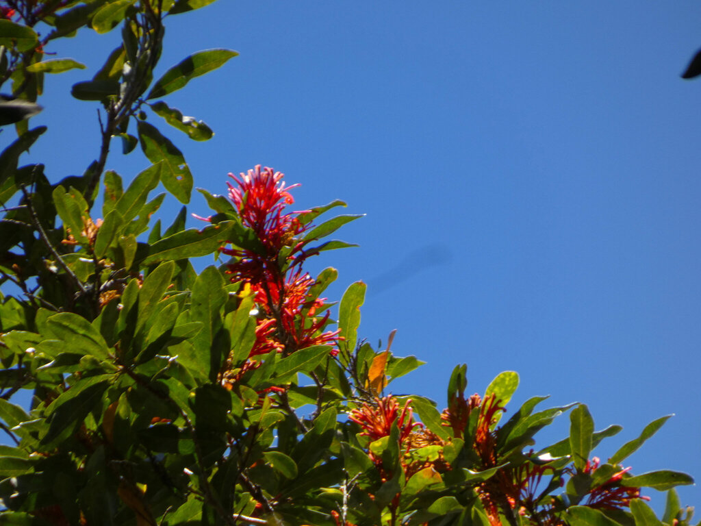 Red silky oak (Alloxylon flammeum)