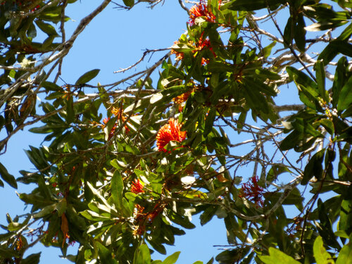 Alloxylon flammeum, photograph 5