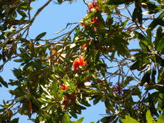Alloxylon flammeum, photograph (c) Steve Fitzgerald, some rights reserved (CC BY-SA)