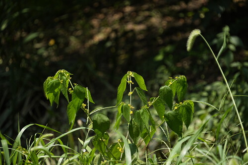 Triumfetta japonica iNat (1)